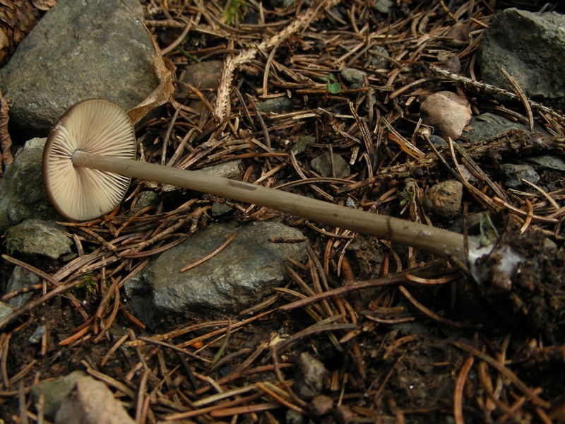 Escursione in bosco umido